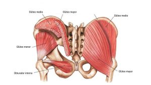Músculos de la cadera